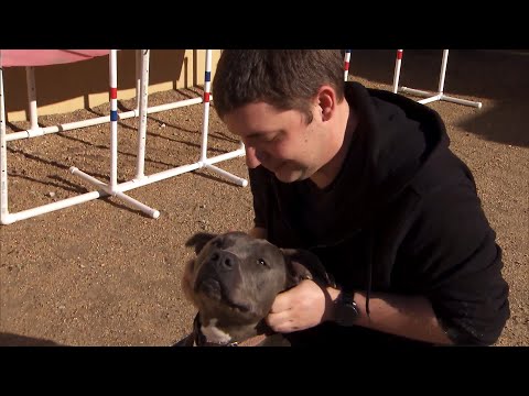 Animal Shelters See Huge Rise In Fosters During Quarantine