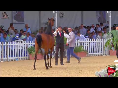 N.52 HDM MARIA APAL - Menton 2018 - 3 Years Old Fillies (Class 3)