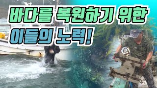 사막화된 바다를 되살리는 방법 / YTN 사이언스