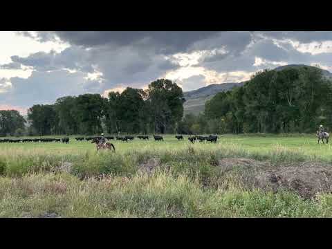 Wood River Ranch Yearlings