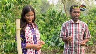 মধুপুরের কফি