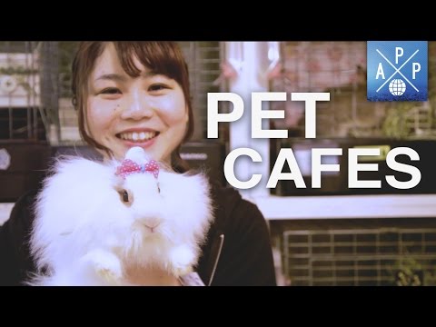 3 Budget-Friendly Animal Cafes In Singapore | Lobang Guru Singapore