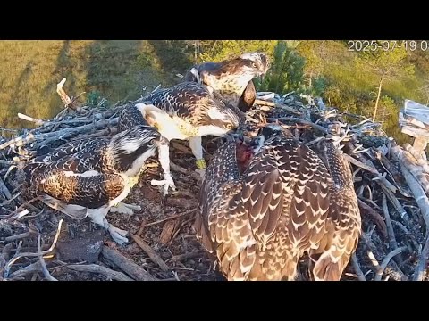 Tug of war for breakfast fish, Mom feeding three chicks | #4 Sääksilive (Osprey Cam) Jul 19, 2025