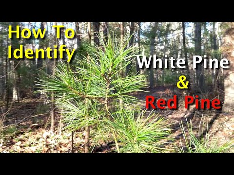 How To Identify White Pine & Red Pine Trees