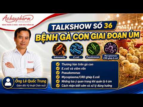 TALKSHOW 36 | BỆNH GÀ CON GIAI ĐOẠN ÚM - Achaupharm