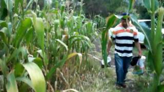 preview picture of video 'Patambaro  Los  Chicos del maiz Children of the corn'