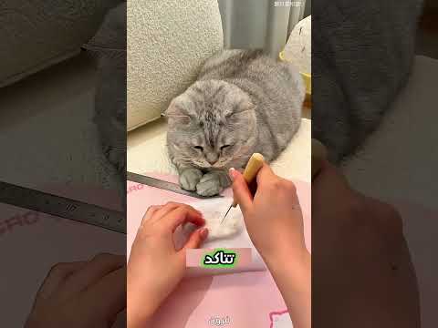 حذاء مصنوع من شعر القطة 🐱 #قطط