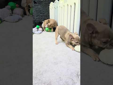 Video 5