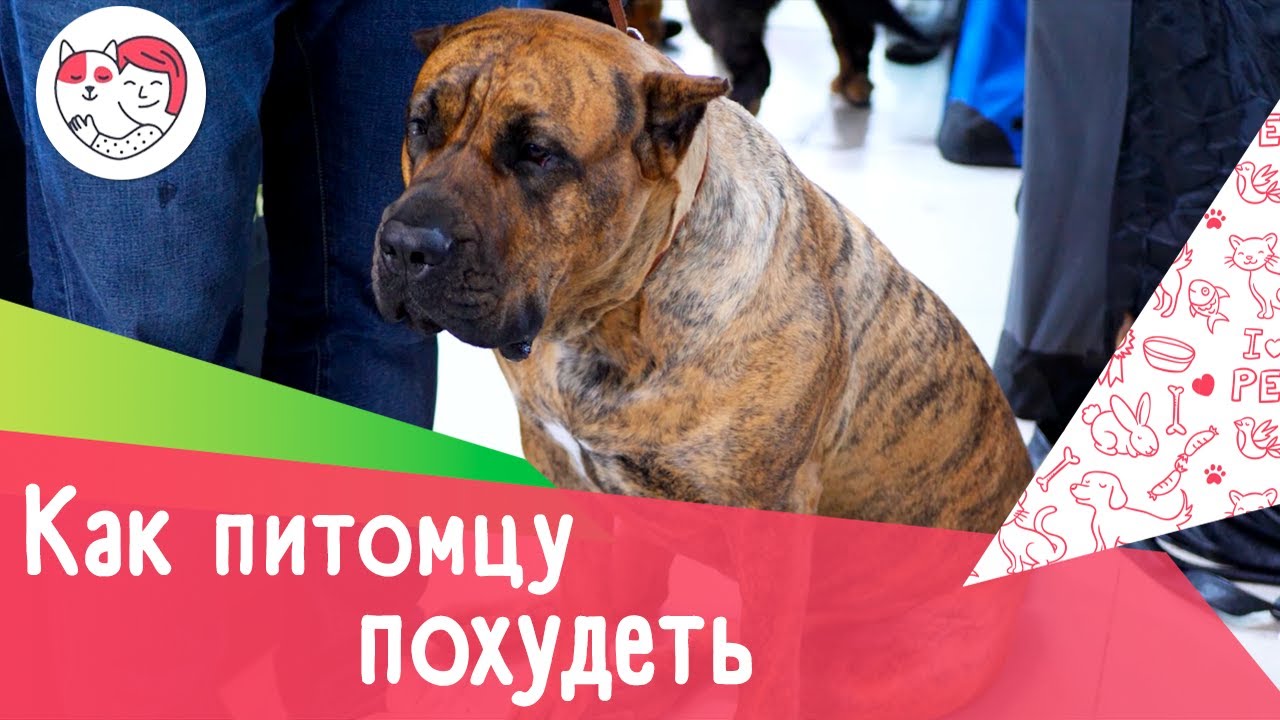 Как помочь питомцу похудеть: 6 советов