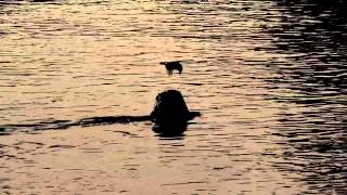 Jimi Goodwin 'Oh! Whiskey'