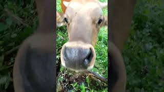 Download lagu sapi lucu || cute cow || Doel sumbang Runtah mp3