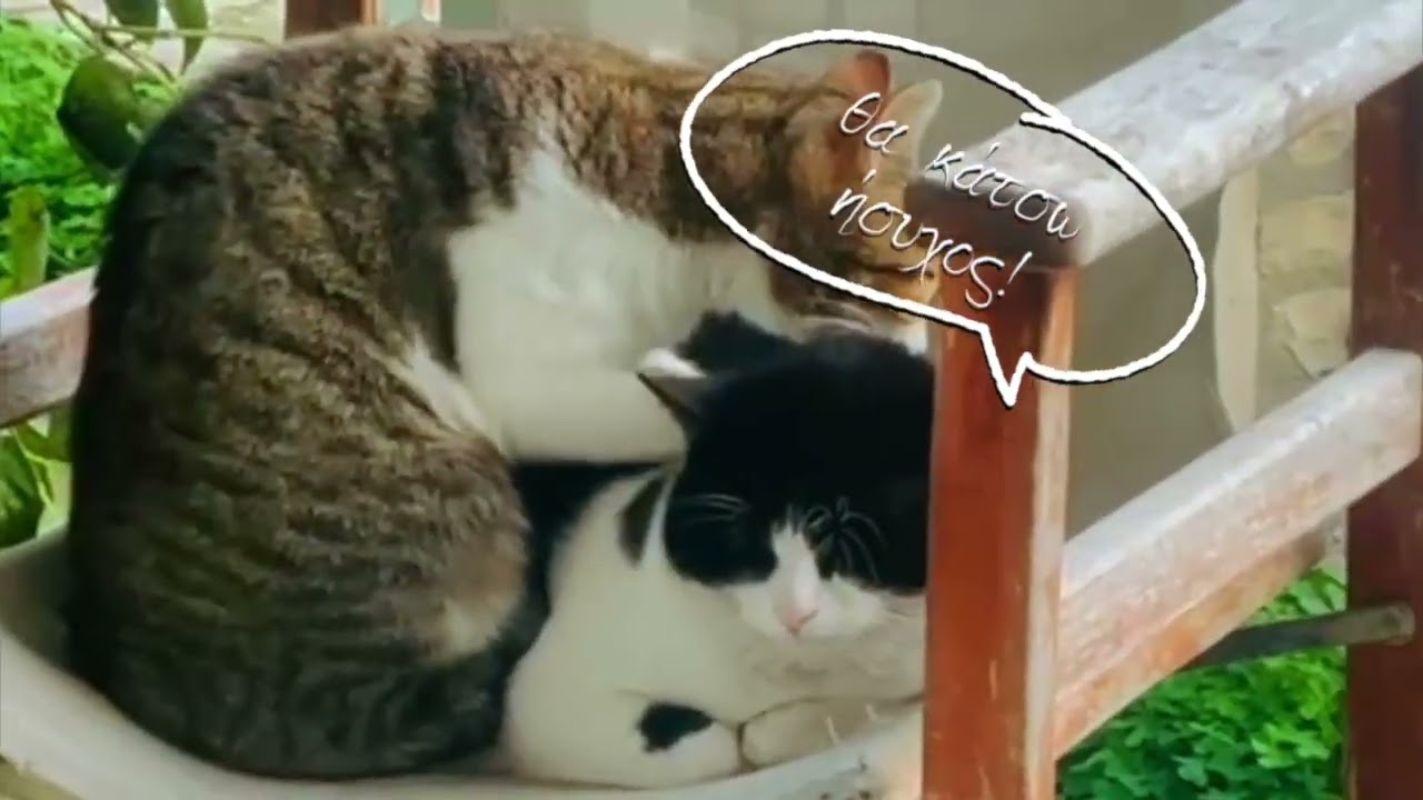 Γατάκι εξπέρ στο… μασάζ, υπόσχεται γκαραντί χαλάρωση