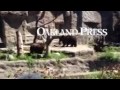 Wow The Male Grizzly Bear Is 800 Lbs At The DetroitZoo Free Admission For Seniors Today Video By