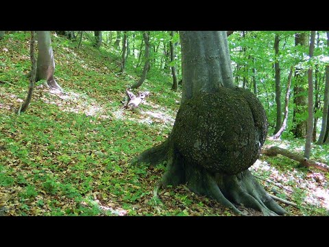 32 Loupe - Maserknolle - Burr