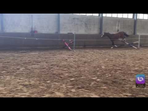 3jährige Stute von Casalito/Cristo FOR SALE