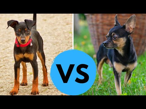 Chihuahua vs Miniature Pinscher Comparison