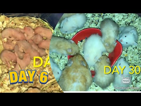 Baby Hamster Day 1 to Day 30 (syrian Hamster) babies and mother best moment / DENLA ERITCH