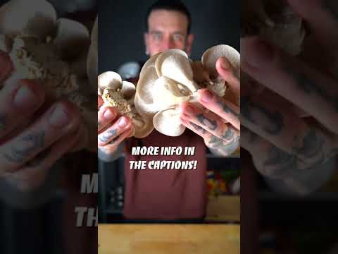 Grow your own Mushrooms at home! #shorts