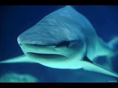 NiCe7 & Jorgensen - Lido  (Strict Border Remix)