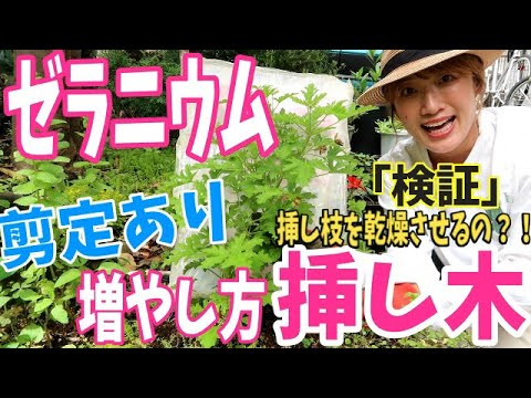 アイビーゼラニウム（Pelargonium peltatum）の挿し木はいつ、どのように行うのですか？チュートリアルとビデオ  庭園