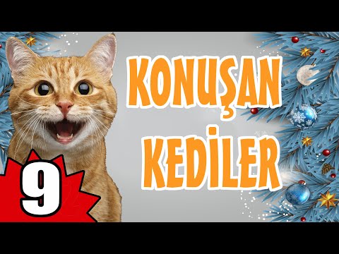 KONUŞAN KEDİLER 9 - EN KOMİK KEDİ VİDEOLARI