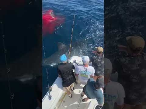 Great white shark encounter