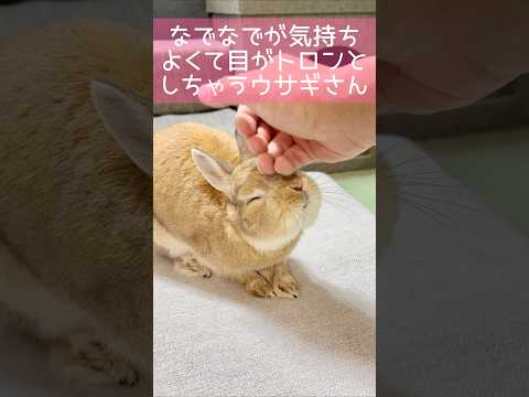 オランダドワーフウサギ