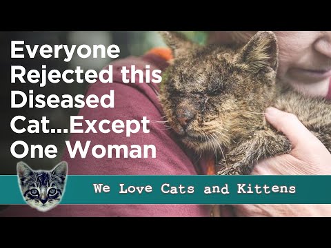 Other People Were Scared To Touch This Diseased Cat - But She Didn't Care!