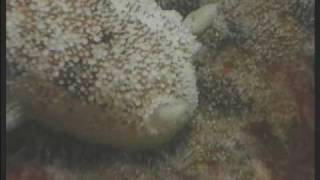 preview picture of video 'Fish and snail at rock tower in Pucusana, Peru'