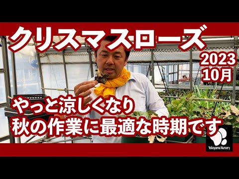 素晴らしいクリスマスローズを咲かせるための 10 のヒント 植物