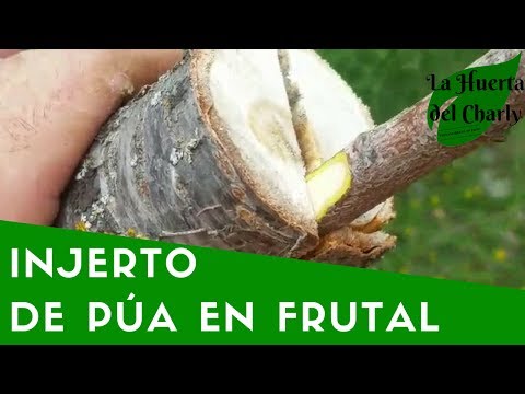 CÓMO HACER un INJERTO de PÚA en un árbol FRUTAL.