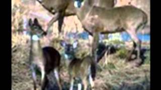 Huntin The World- Colt Ford