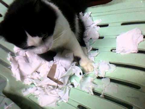 ยัยเป็ด