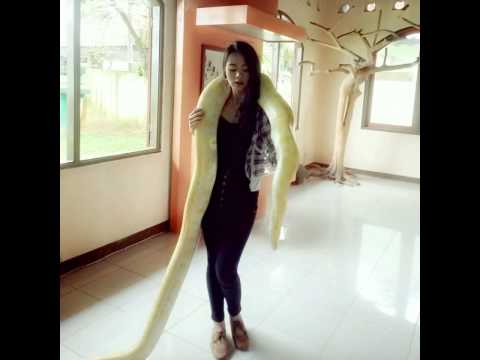 Rex or Regina - Kitties Never Rest