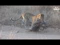 Leopard Takes A Warthog To A Safe Spot For Breakfast