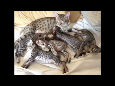 Savannah Cat and Kittens | History of the Savannah Cat Breed
