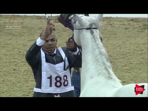 N.188 NIBRAS AL SHAQAB - 2019 Qatar Nat. Peninsula show - Stallions 4 to 6 Years Old (Class 10) .mp4