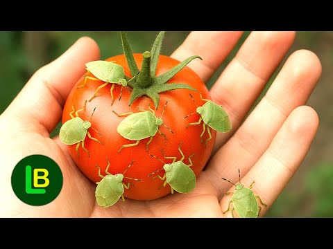 How I got rid of stink bugs on tomatoes. They can't survive this