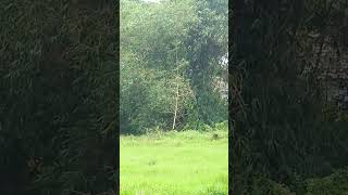 Download lagu Doel sumbang (awewe sapi daging ) #sawah #storywa mp3 Download lagu Doel sumbang (awewe sapi daging ) #sawah #storywa mp3