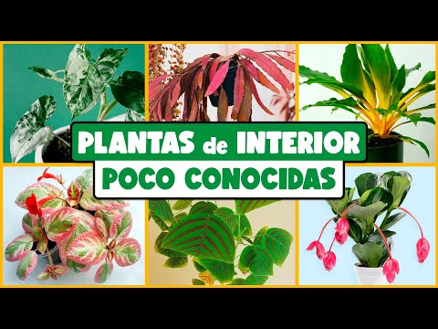 , title : '10 PLANTAS de INTERIOR poco conocidas que DEBERÍAS TENER'