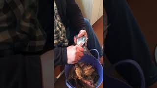 Чистим карася не повредив желчный пузырь