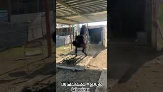 tú mal amor - grupo laberinto