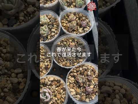 春にいつ、どのように植物に水をやるのですか？ヒント、コツ、避けるべき間違い  庭園