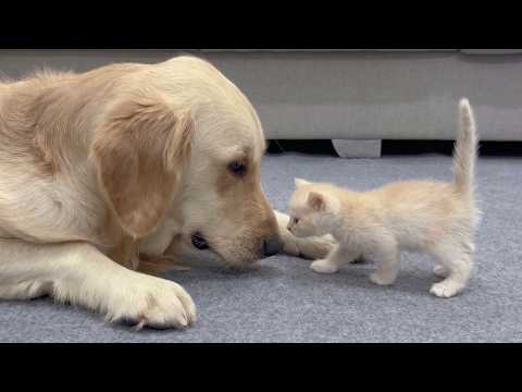 YouTube 썸네일