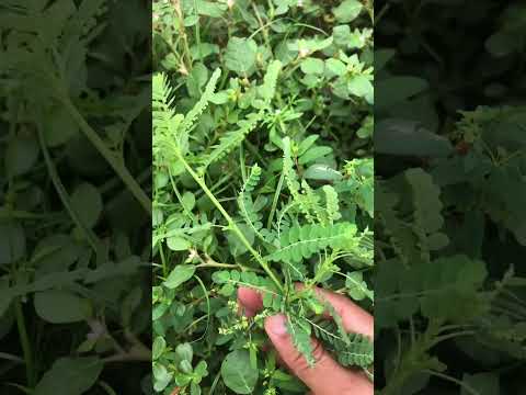 5 medicinal plants that grow on your doorstep