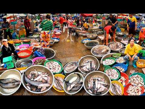 Cambodia Fish Distribution Market, Wet Market, Abundant Fish, Small and large Freshwater Fish