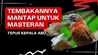 Download lagu TEPUS KEPALA ABU GACOR | masteran burung paling di cari mp3 Download lagu TEPUS KEPALA ABU GACOR | masteran burung paling di cari mp3