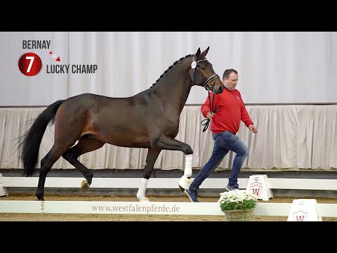 Westf. Hauptkörung Reitpferdehengste 2020: 07 Bernay - Lucky Champ - Cassini II