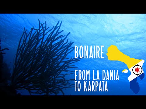 Magical dive from La Dania to Karpata on Bonaire