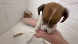 ジャックラッセルテリアの動画01